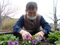 花植え
